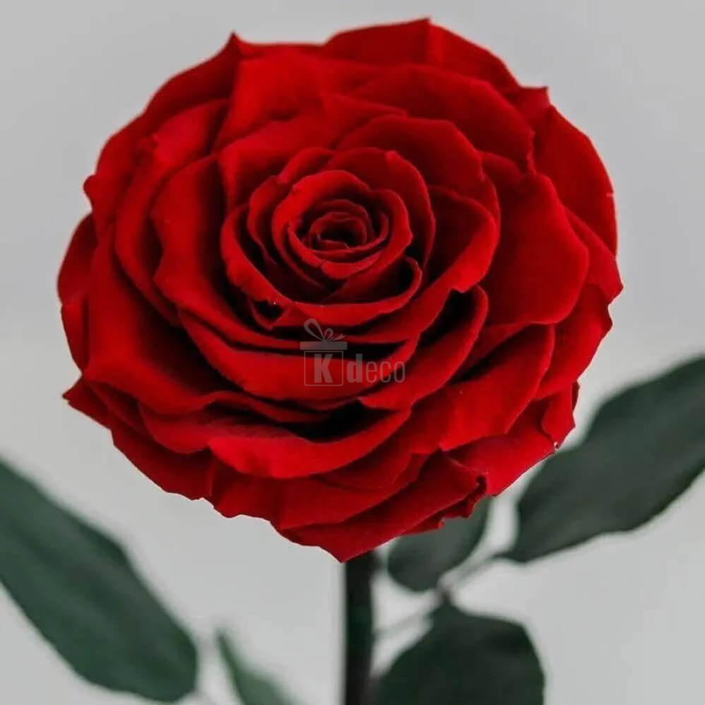 Trandafir Criogenat Bonita Roșu în Cupolă Elegantă Ø9,5cm 15x25cm - Kdeco.ro