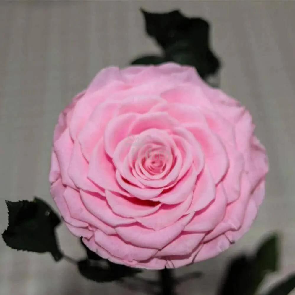 Trandafir Criogenat Bonita roz în Cupolă Elegantă de Sticlă 15x25cm - Kdeco.ro