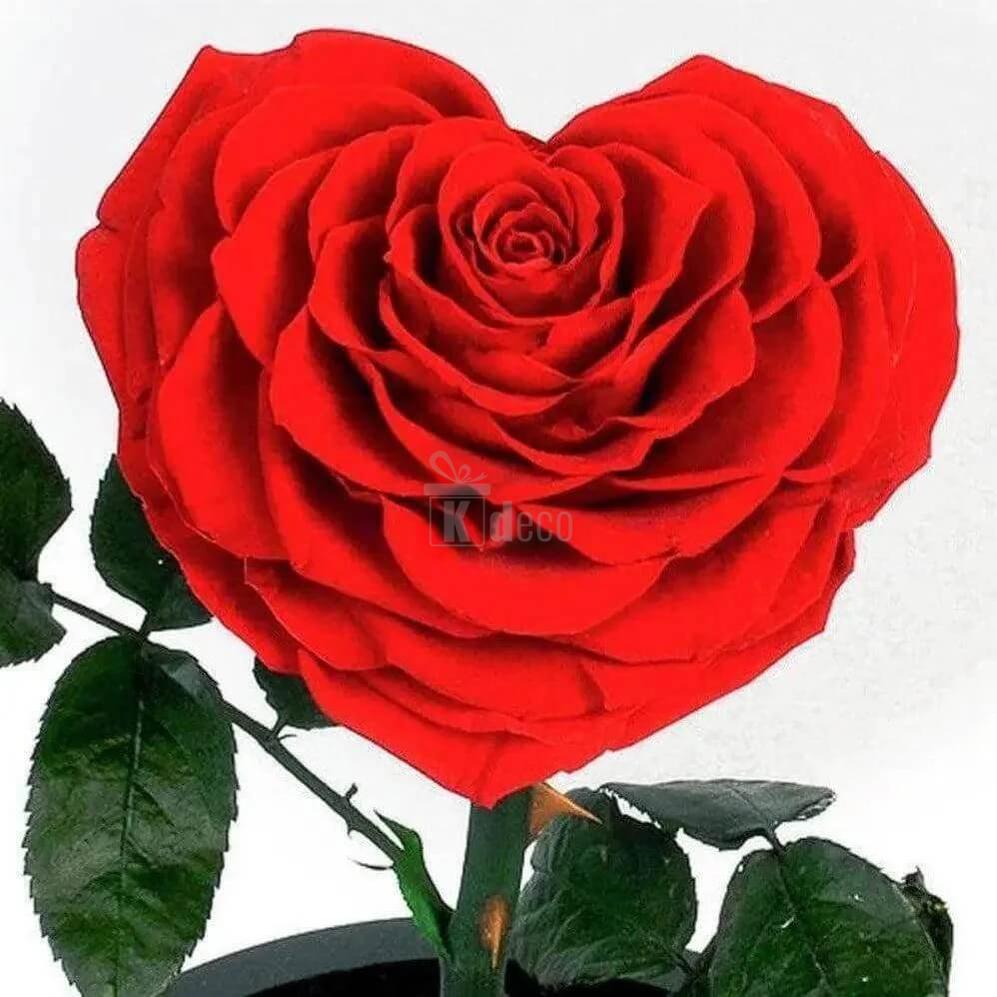 Trandafir Criogenat în formă de inimă roșie Ø9cm, sub cupolă de sticlă 15x25cm - Kdeco.ro