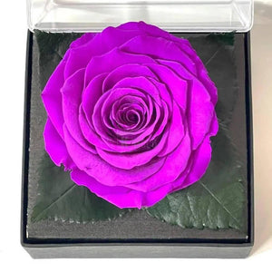 Trandafir Criogenat mov Ø7-8cm in cutie cadou 10x10x11cm - Kdeco