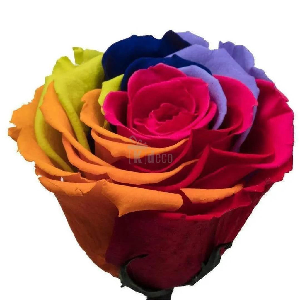 Trandafir Criogenat Multicolor XL în Cupolă de Sticlă Ø6,5cm - Cadoul Ideal pentru Persoana Dragă - Kdeco.ro