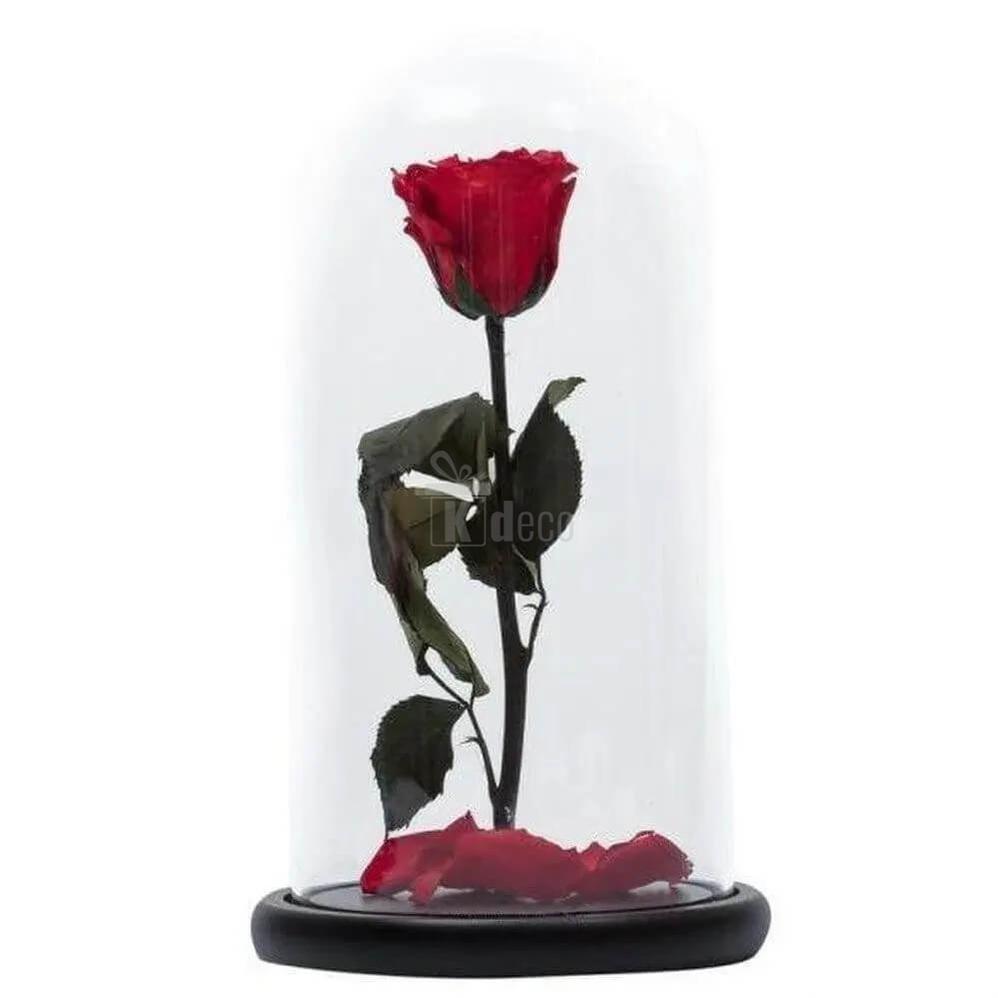 Trandafir Criogenat Nemuritor Roșu XL în Cupolă de Sticlă cu Mesaj Personalizat 12x25cm - Kdeco.ro