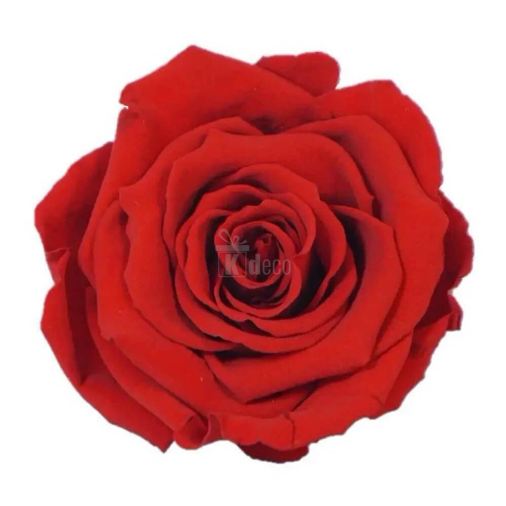 Trandafir Criogenat Nemuritor XL roșu în cupolă de sticlă, diametru 6,5cm, 12x25cm - Kdeco.ro