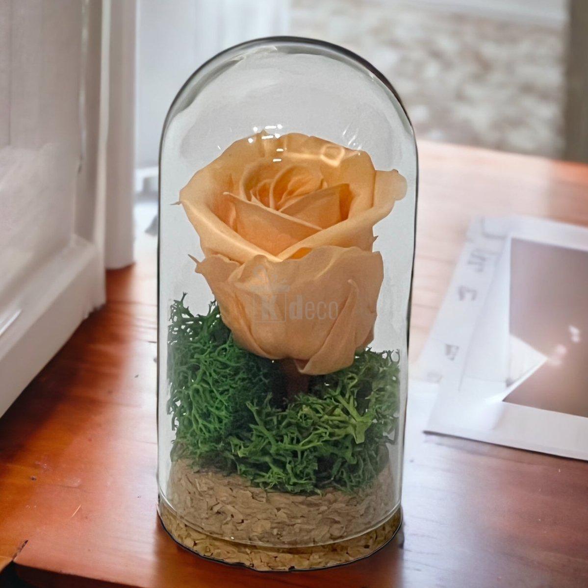 Trandafir Criogenat piersica in cupola mica 5x9,5cm (marturie)-Kdeco.ro