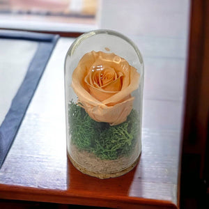 Trandafir Criogenat piersica in cupola mica 5x9,5cm (marturie)-Kdeco.ro