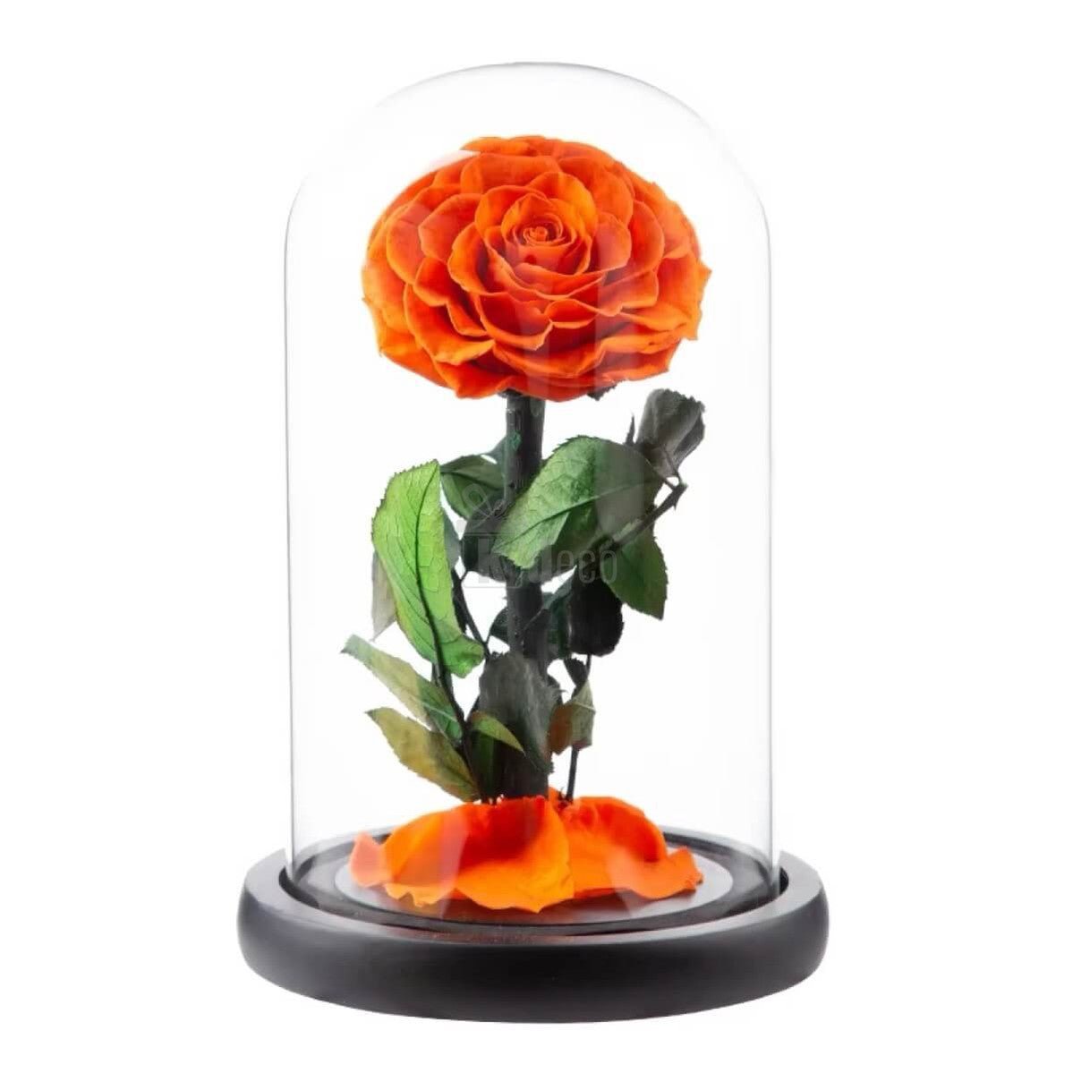 Trandafir Criogenat Portocaliu Bonita în cupolă de sticlă elegantă, cadou etern cu mesaj personalizat pentru ocazii speciale.