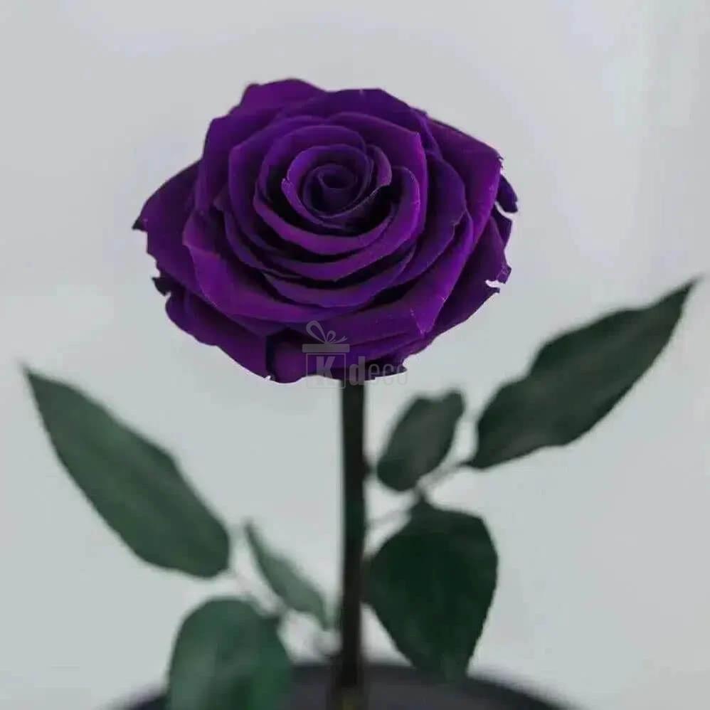 Trandafir Criogenat Purpuriu Întunecat XL Ø6,5cm în Cupolă de Sticlă - Kdeco.ro
