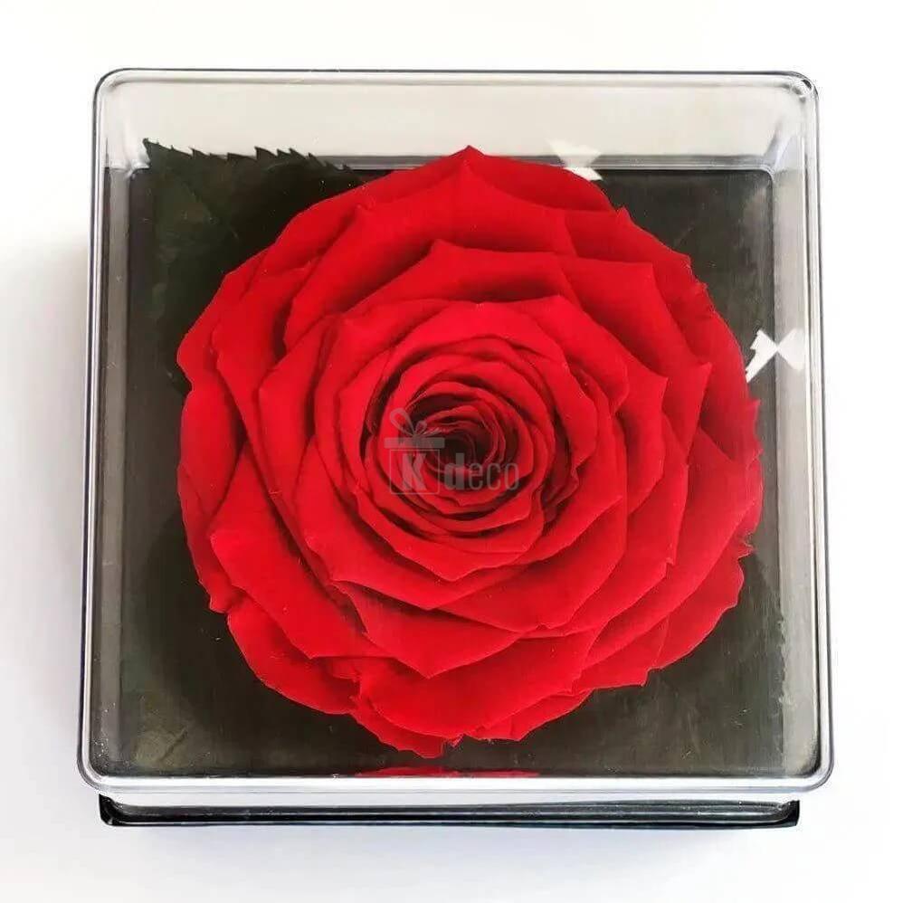 Trandafir Criogenat Red Velvet Ø7 - 8cm în cutie elegantă 10x10x11cm - Kdeco.ro