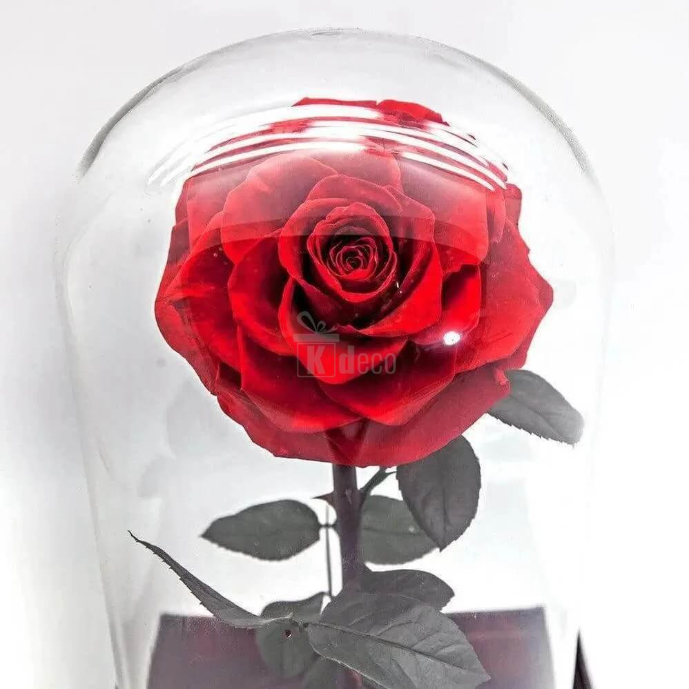 Trandafir Criogenat Roșu Bella în Cupolă de Sticlă - Cadou Unic pentru Persoana Iubită Ø8cm, 12x25cm - Kdeco.ro