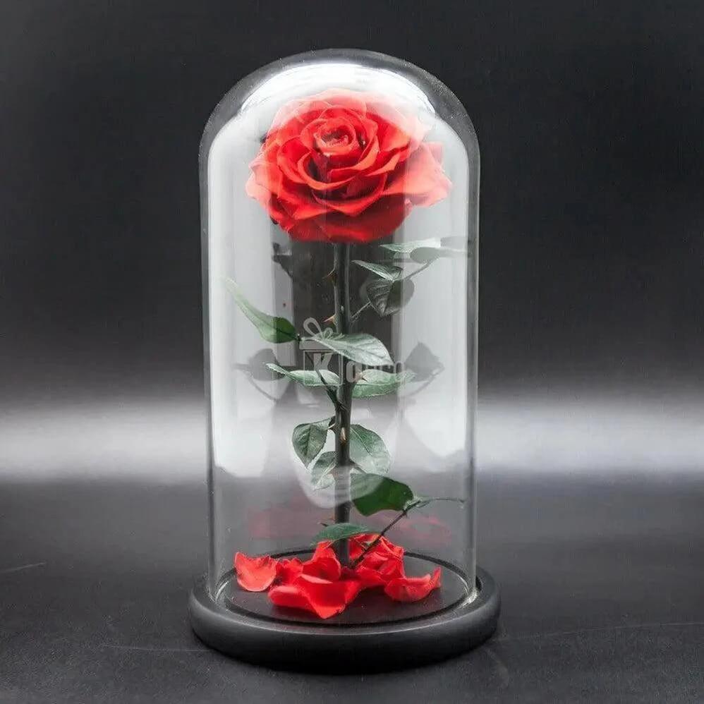 Trandafir Criogenat Roșu Bella în Cupolă de Sticlă - Cadou Unic pentru Persoana Iubită Ø8cm, 12x25cm - Kdeco.ro