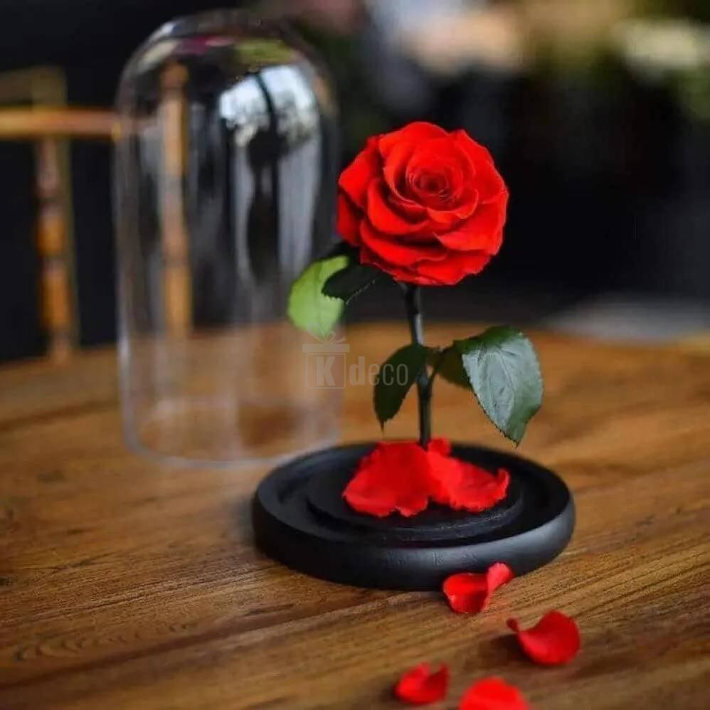 Trandafir Criogenat Roșu Nemuritor Bonita în Cupolă de Sticlă Ø9,5cm, Cadou Special 15x25cm - Kdeco.ro