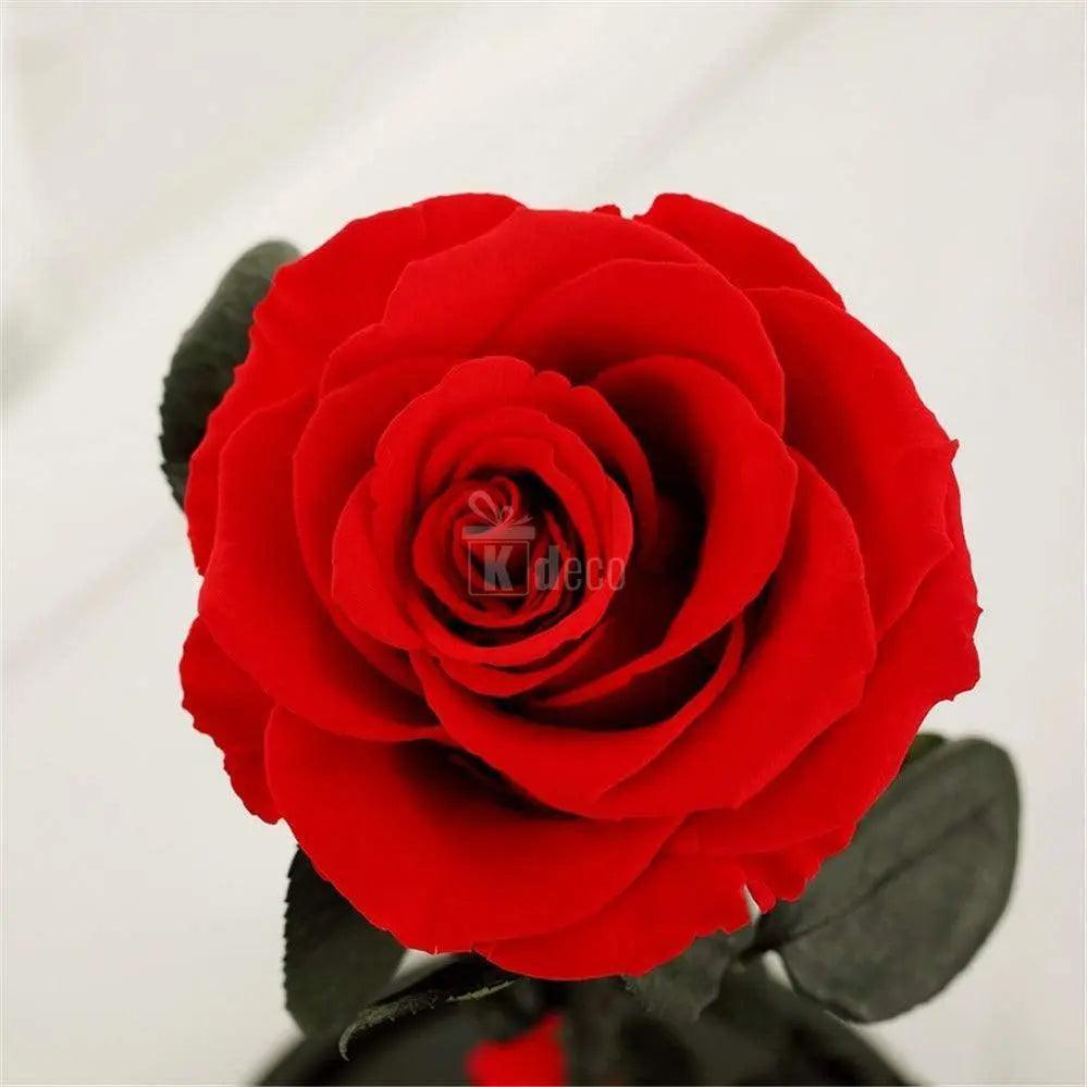 Trandafir Criogenat Roșu XL Ø6,5cm cu petale bogate și catifelate, ideal pentru aranjamente florale cadou nemuritoare și decor elegant.