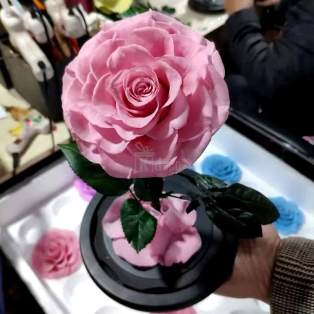 Trandafir Criogenat Roz Bonita ținut în mână, cu detalii realiste și petale naturale, perfect pentru cadou de ziua ei sau aniversare.