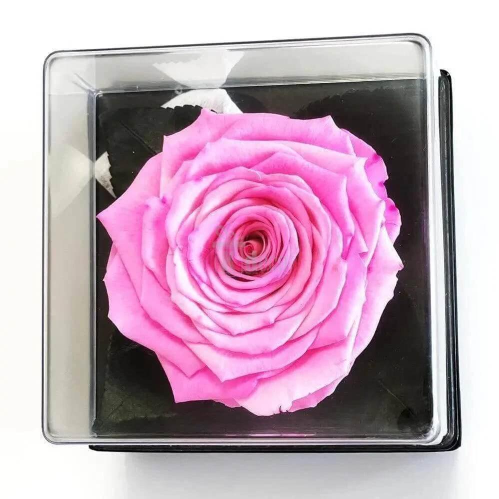 Trandafir Criogenat Roz Ø7 - 8cm în Cutie Elegantă 10x10x11cm - Kdeco.ro