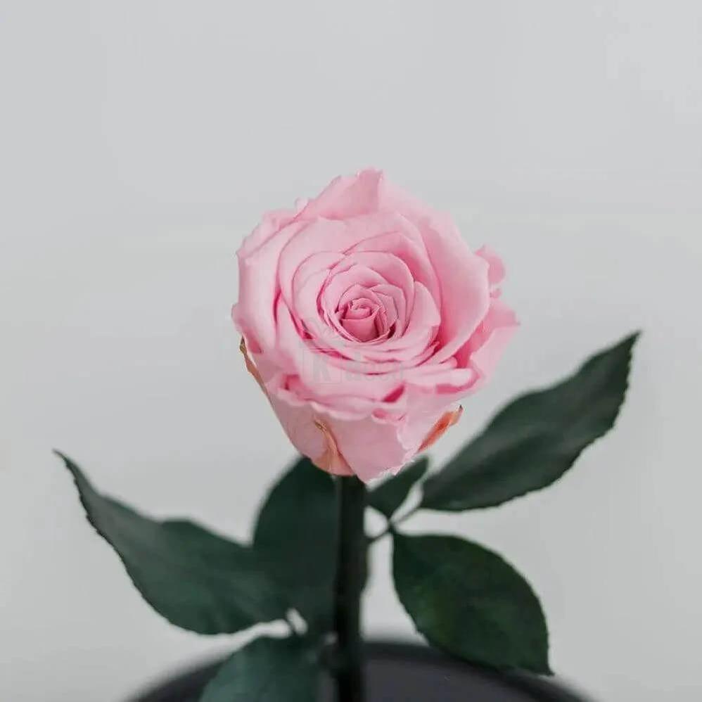 Trandafir Criogenat Roz XL în Cupolă de Sticlă - Cadou Elegant cu Mesaj Personalizat - Kdeco.ro