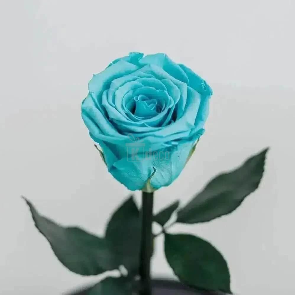 Trandafir Criogenat Turcoaz XL Ø6,5cm sub Cupola de Sticlă - Cadou Etern - Kdeco.ro