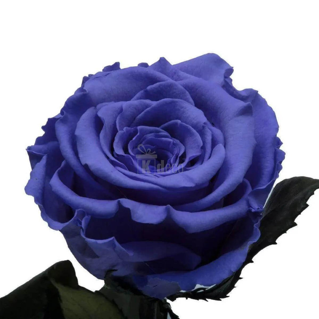 Trandafir Criogenat Violet XL în Cupolă de Sticlă - Cadou Nemuritor 12x25cm - Kdeco.ro