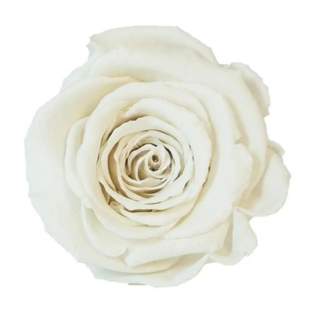 Floare de trandafir criogenat alb XL, detaliu de petale naturale conservate, ideal pentru aranjamente florale și cadouri deosebite.