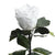 Trandafir Criogenat xl alb Ø6,5cm in cupola de sticla - Kdeco