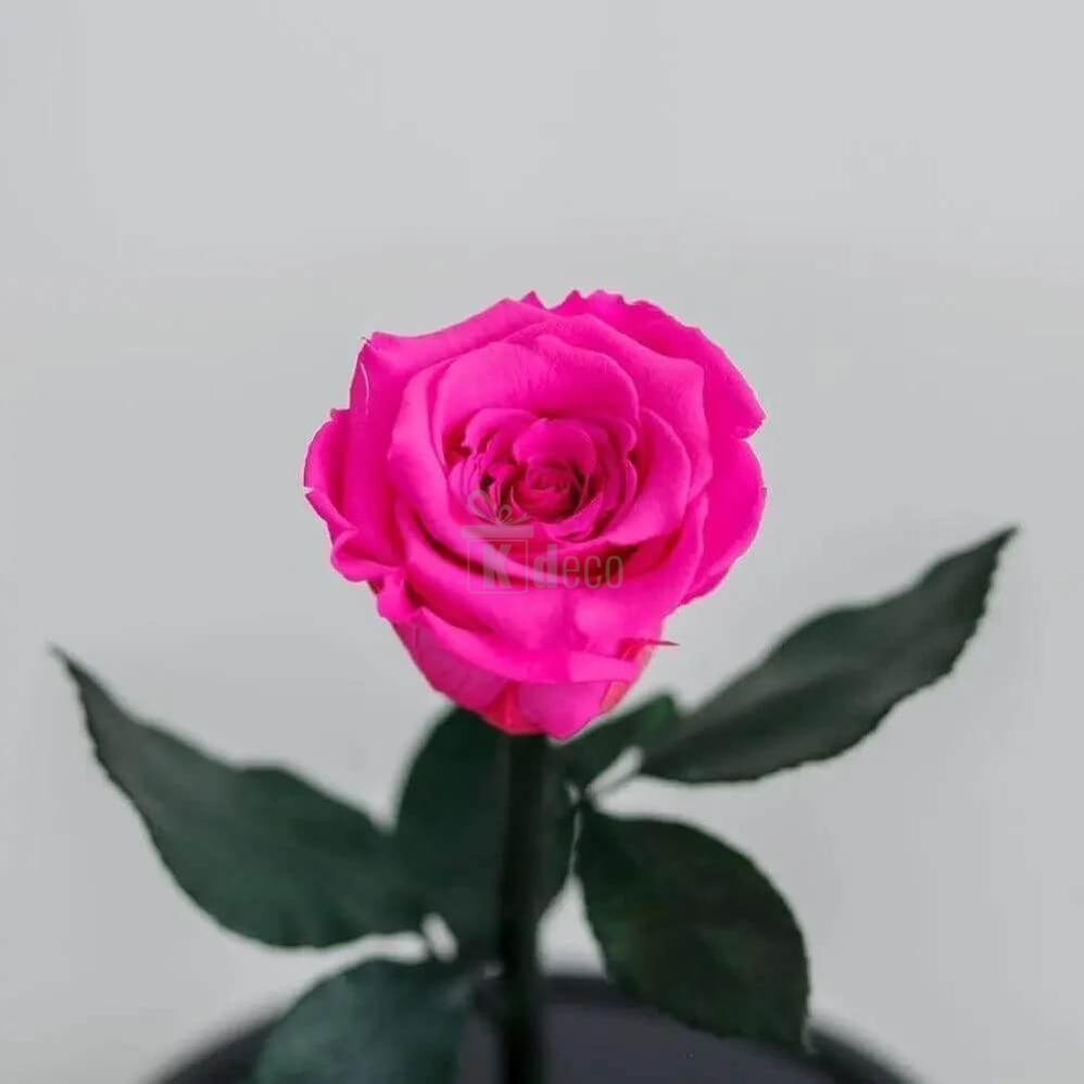 Trandafir Criogenat XL ciclam în cupolă de sticlă 12x25cm - Cadoul Ideal pentru Orice Ocazie - Kdeco.ro