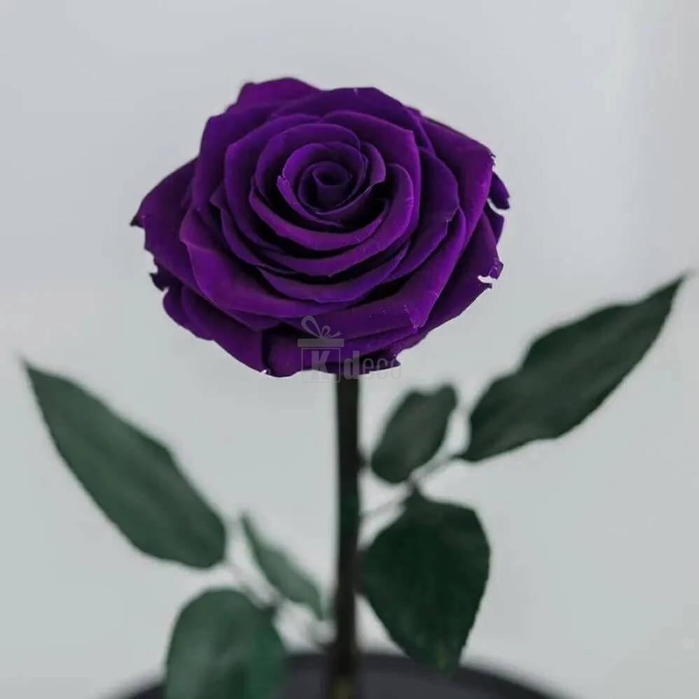 Trandafir Criogenat XL Violet Intens în Cupolă - Cadou Perfect pentru Femei - Kdeco.ro