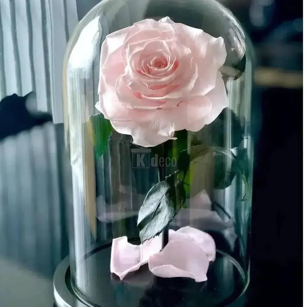 Trandafir Criogenat XXL Roz Pal în Cupolă de Sticlă - Cadou Iubit pentru Femei - Kdeco.ro