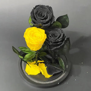 Trandafiri Criogenati 2 negrii si 1 galben, in cupola de sticla - Kdeco
