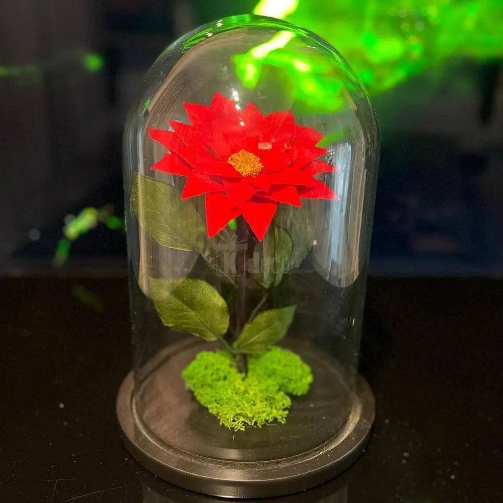 Craciunita criogenata rosie sub cupola transparenta, aranjament floral deosebit pentru cadouri elegante si memorabile pentru ea.