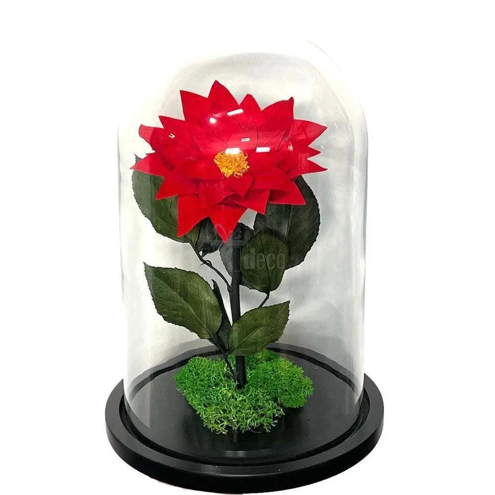 Craciunita criogenata rosie in cupola Ø10cm cu baza neagra si muschi verde, decoratiune florala ideala pentru cadouri personalizate.