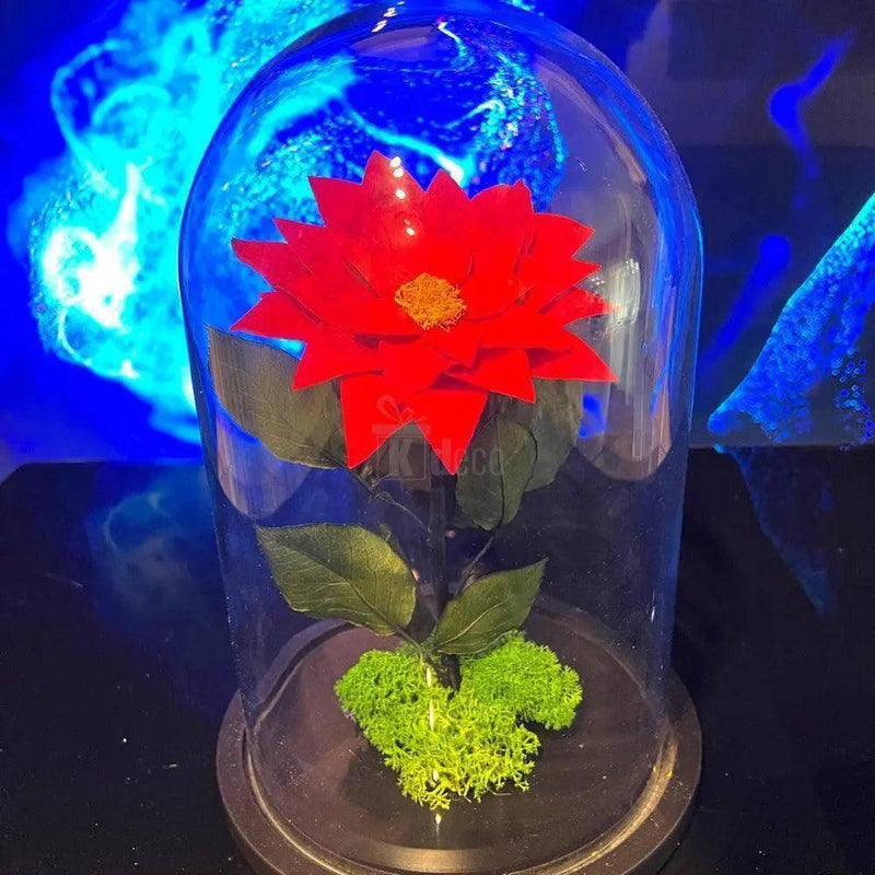 Craciunita criogenata rosie in cupola decorativa Ø10cm, aranjament floral elegant si durabil, ideal cadou romantic pentru persoana iubita.