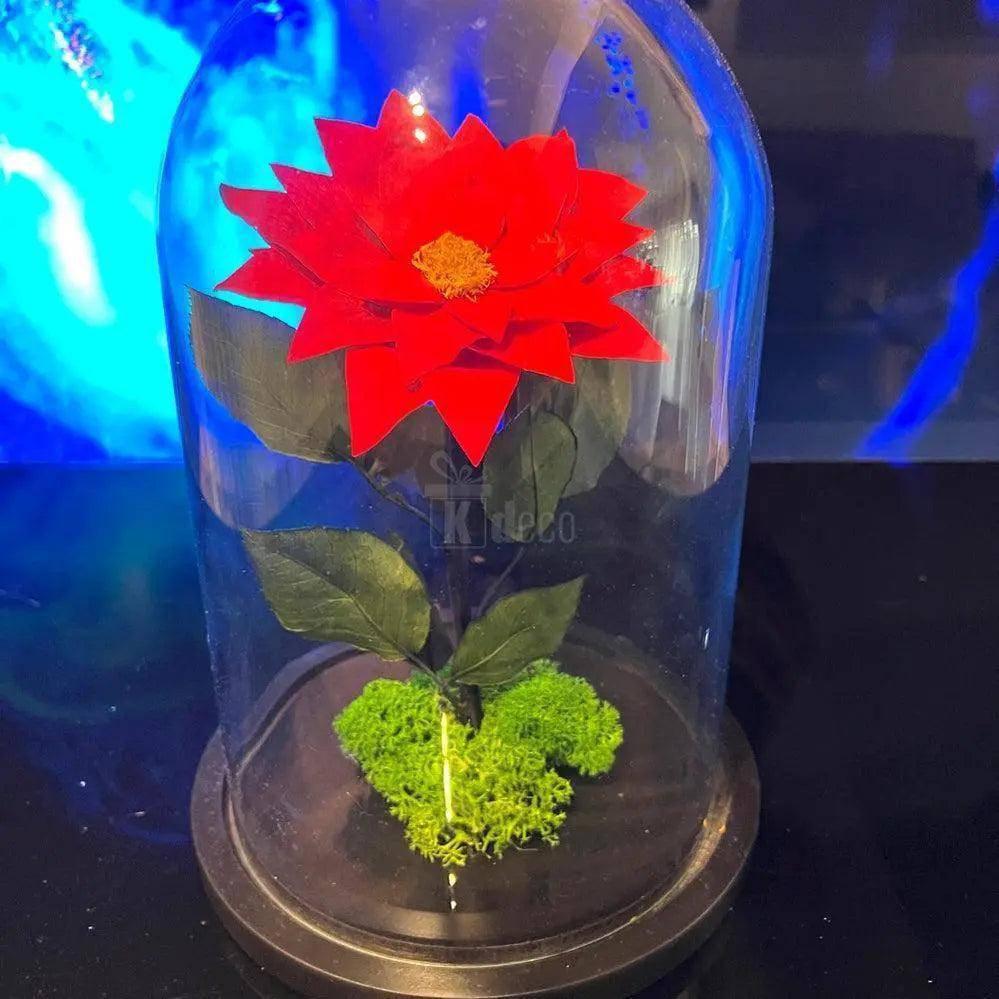 Craciunita criogenata rosie in cupola de sticla Ø10cm, decoratiune florala nemuritoare perfecta pentru cadouri de sarbatori sau aniversari.