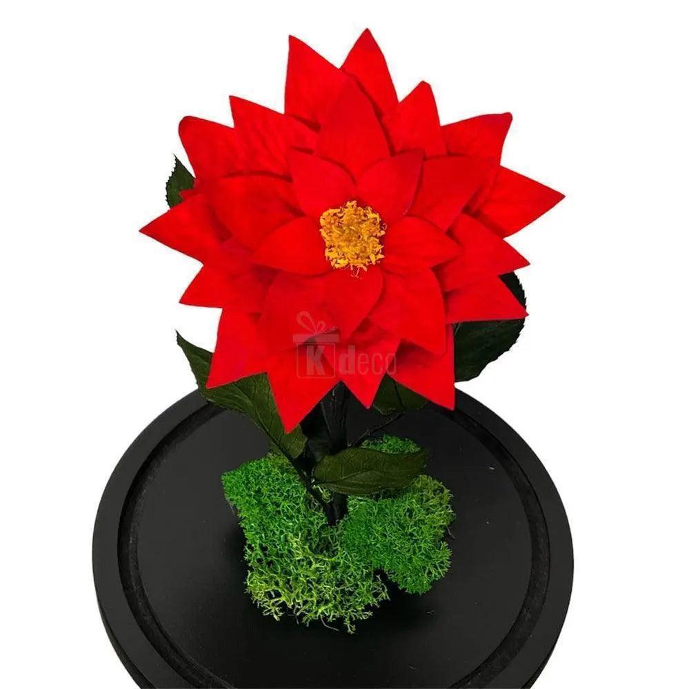 Detaliu craciunita criogenata rosie cu petale vibrante si muschi decorativ, aranjament floral premium pentru cadouri de neuitat.