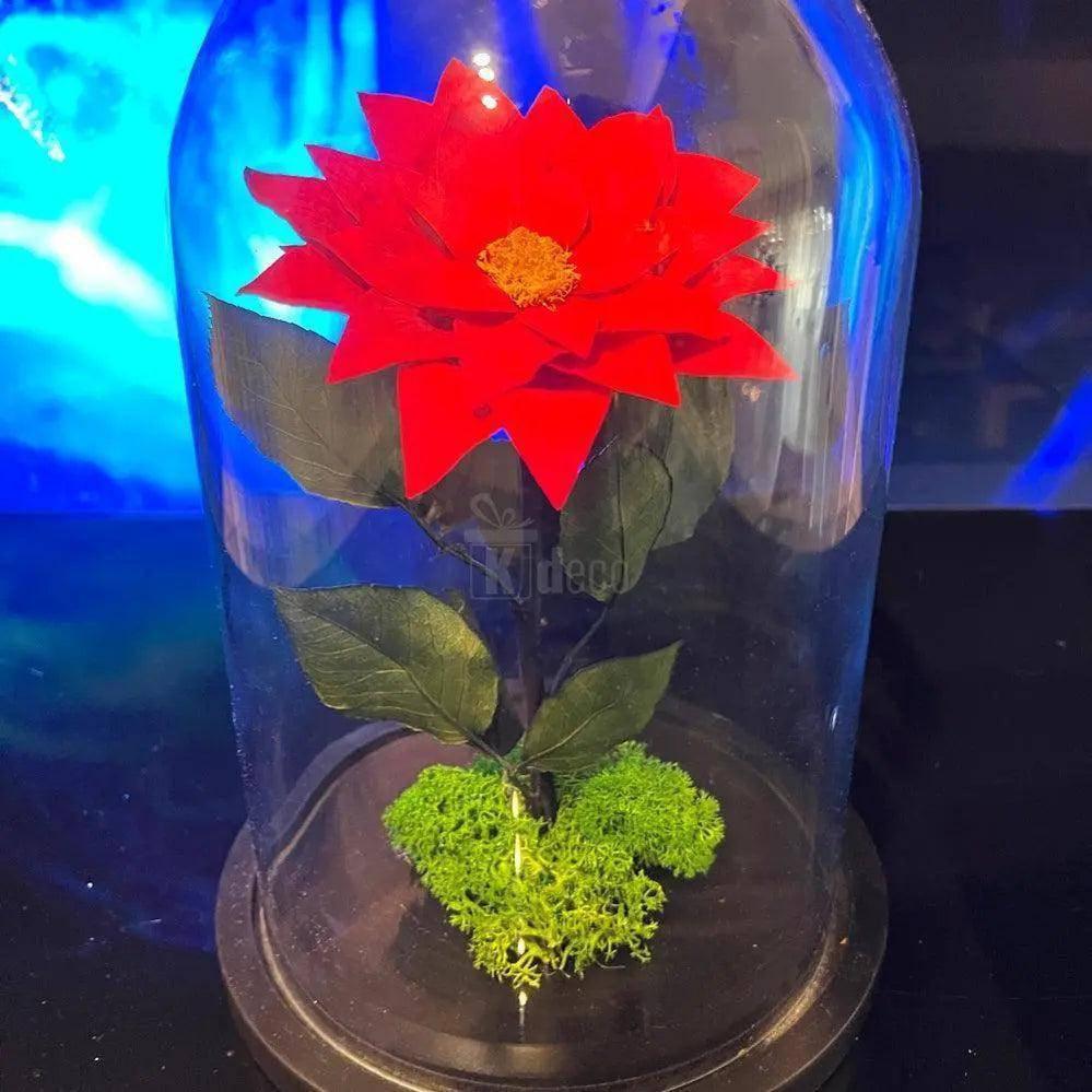 Craciunita criogenata rosie sub cupola de sticla, aranjament floral nemuritor din categoria top sales, ideal pentru cadouri romantice.