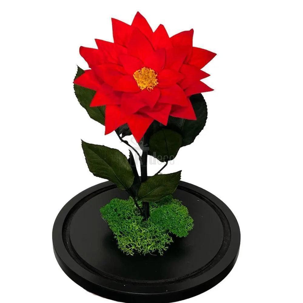 Craciunita criogenata rosie pe suport negru cu muschi decorativ, cadou unic si rafinat pentru ocazii speciale, din categoria trandafiri criogenati.
