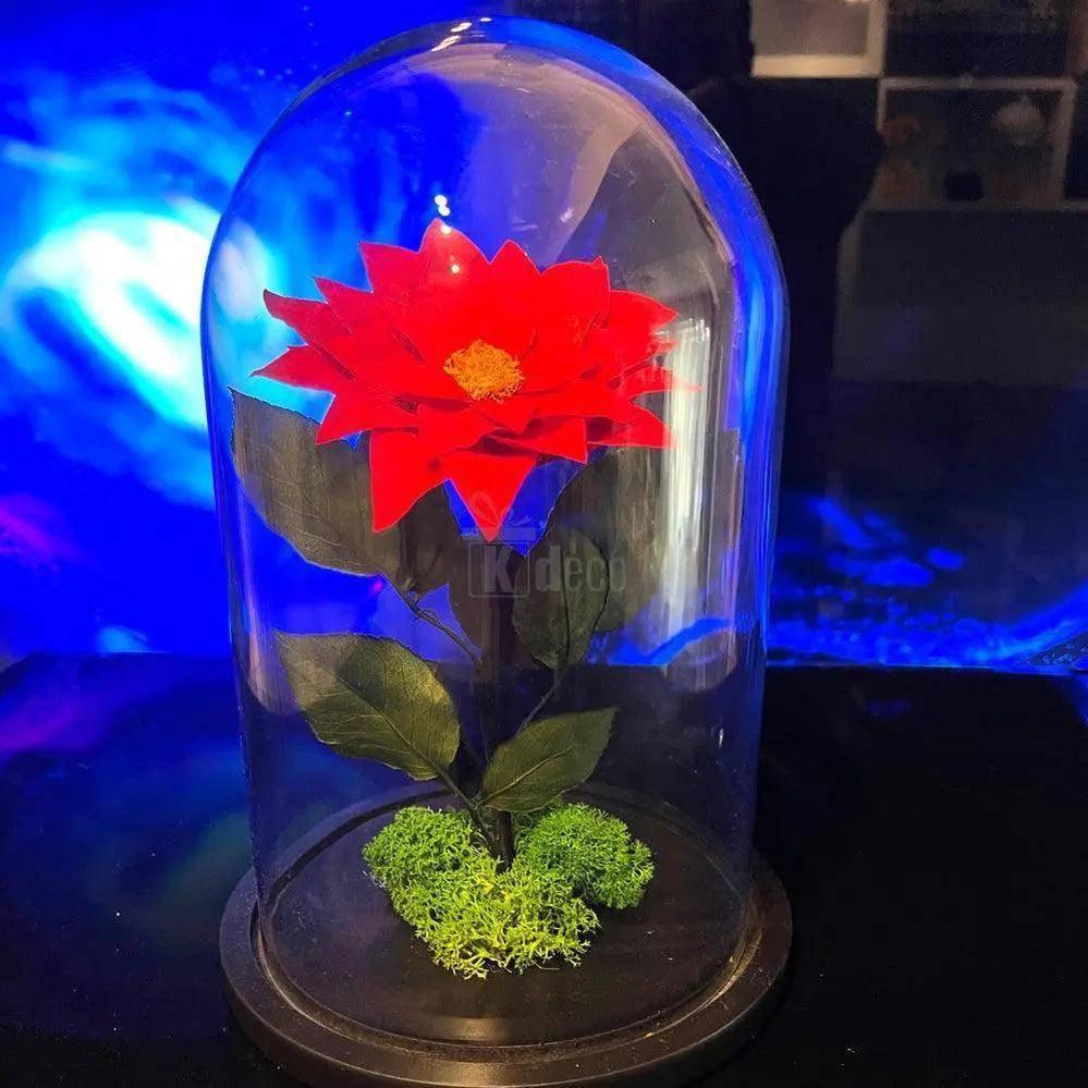 Craciunita criogenata rosie in cupola decorativa Ø10cm, simbol al iubirii si elegantei, perfect pentru cadouri de Valentine's Day sau 8 Martie.
