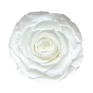Trandafir Criogenat alb bella Ø8cm in cupola 10x20cm - Kdeco.ro