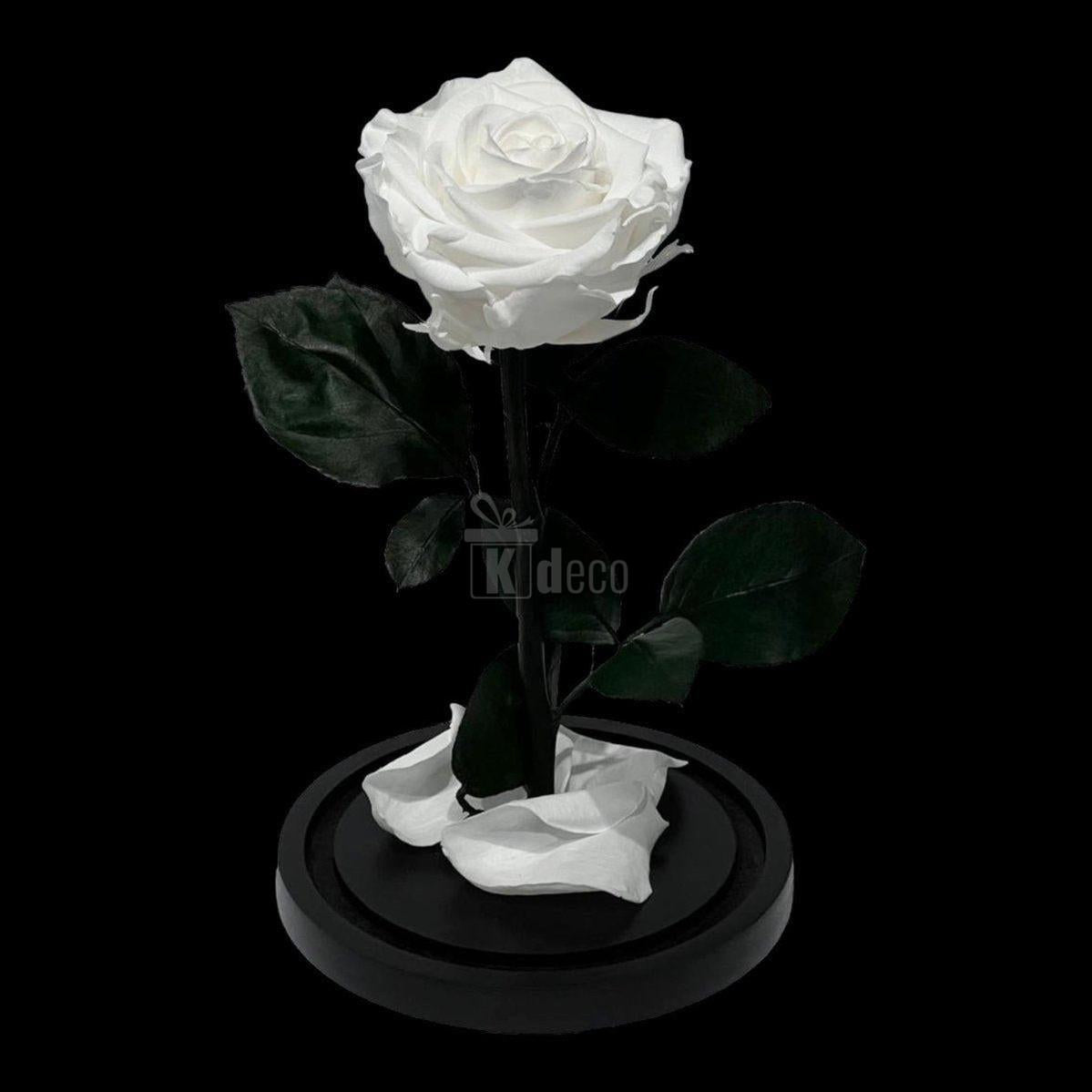 Trandafir Criogenat Alb Elegant fără cupolă, pe suport negru, evidențiind detaliile florale naturale, ideal pentru decor sau cadou memorabil.