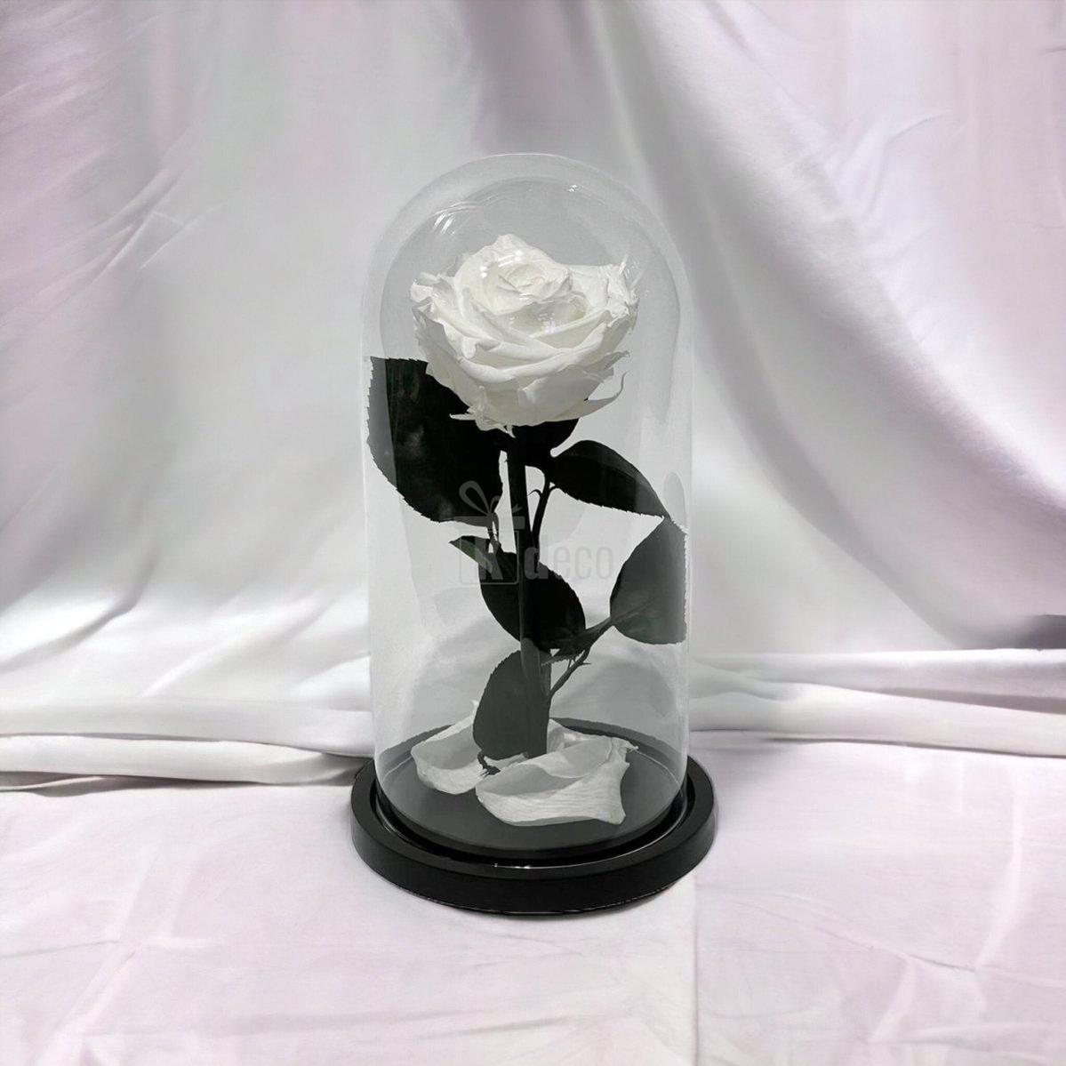 Trandafir Criogenat Alb Elegant cu Cupolă de Sticlă, 8cm, pe fundal alb, decor romantic și cadou simbolic pentru iubire eternă și eleganță.