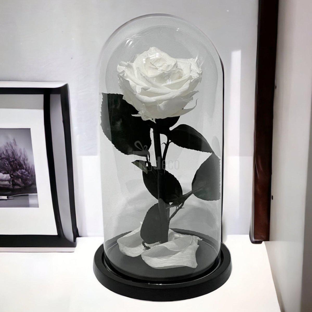 Trandafir Criogenat Alb Elegant cu Cupolă de Sticlă, 8cm, aranjament floral decorativ ideal pentru cadouri romantice și aniversări speciale.