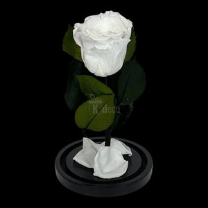 Trandafir Criogenat Alb în Cupolă de Sticlă 10x20cm - Mesaj Personalizat Inclus - Kdeco.ro