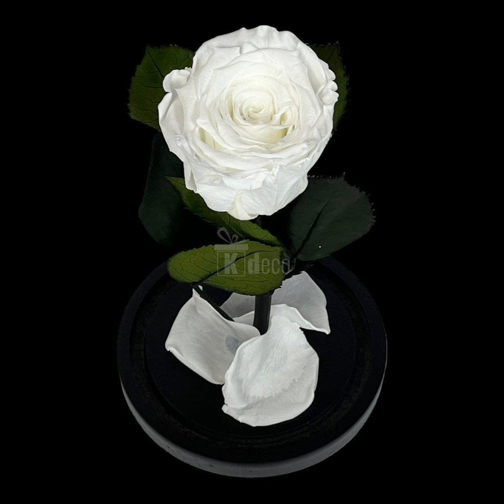 Trandafir Criogenat Alb în Cupolă de Sticlă 10x20cm - Mesaj Personalizat Inclus - Kdeco.ro