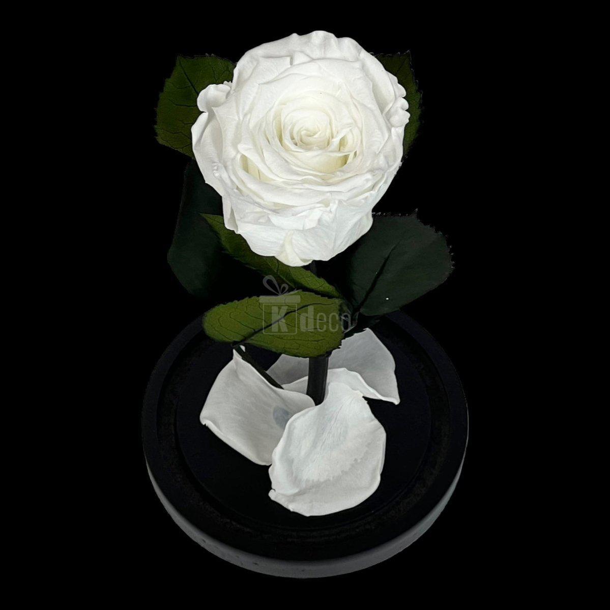 Trandafir Criogenat Alb în Cupolă de Sticlă 10x20cm - Mesaj Personalizat Inclus - Kdeco.ro