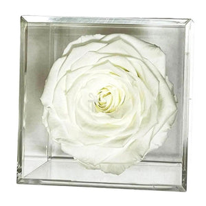 Trandafir Criogenat alb Ø6cm in cutie transparenta 9x9x9cm - Kdeco.ro