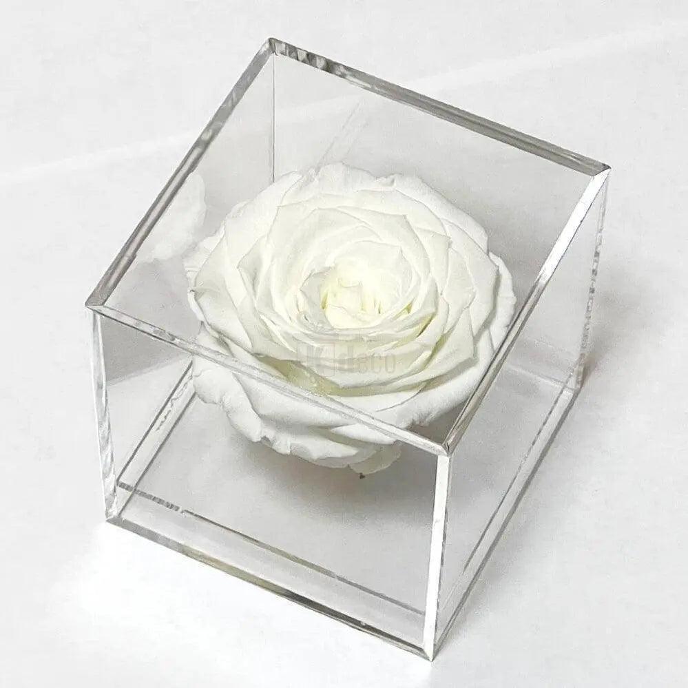 Trandafir Criogenat alb Ø6cm in cutie transparenta 9x9x9cm - Kdeco.ro
