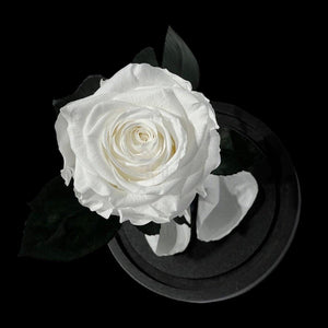 Trandafir Criogenat Alb Premium, 8cm, Cupola de Sticla - Kdeco.ro