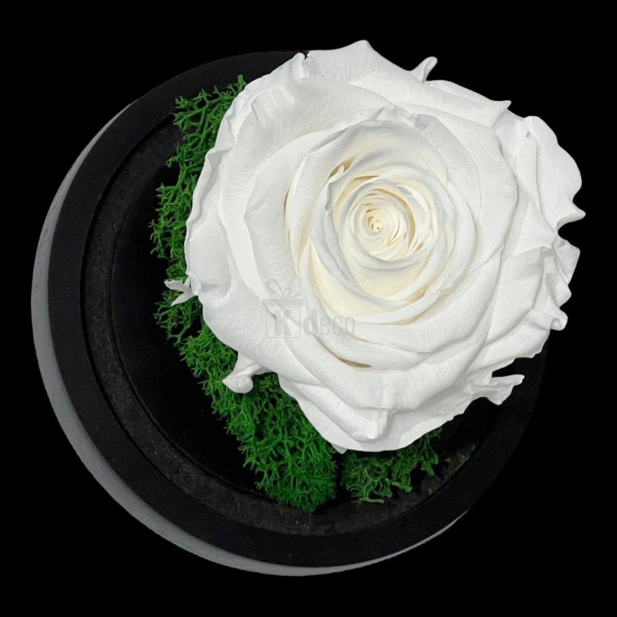 Trandafir Criogenat Premium Alb in Cupola de Sticla - 8cm Diametru, 10x15cm, Blat Lemn - Kdeco.ro