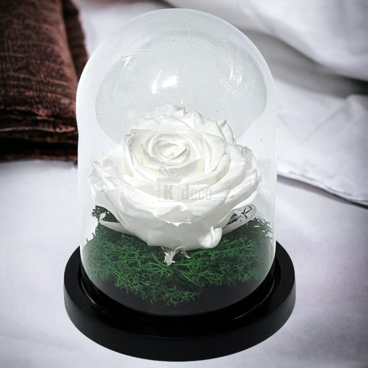 Trandafir Criogenat Premium Alb in Cupola de Sticla - 8cm Diametru, 10x15cm, Blat Lemn - Kdeco.ro