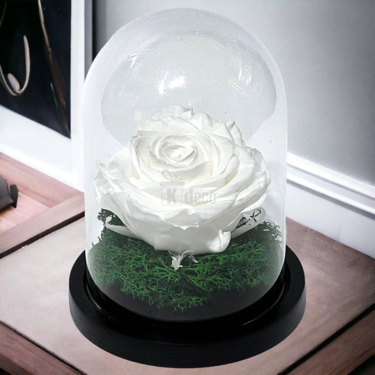 Trandafir Criogenat Premium Alb in Cupola de Sticla - 8cm Diametru, 10x15cm, Blat Lemn - Kdeco.ro