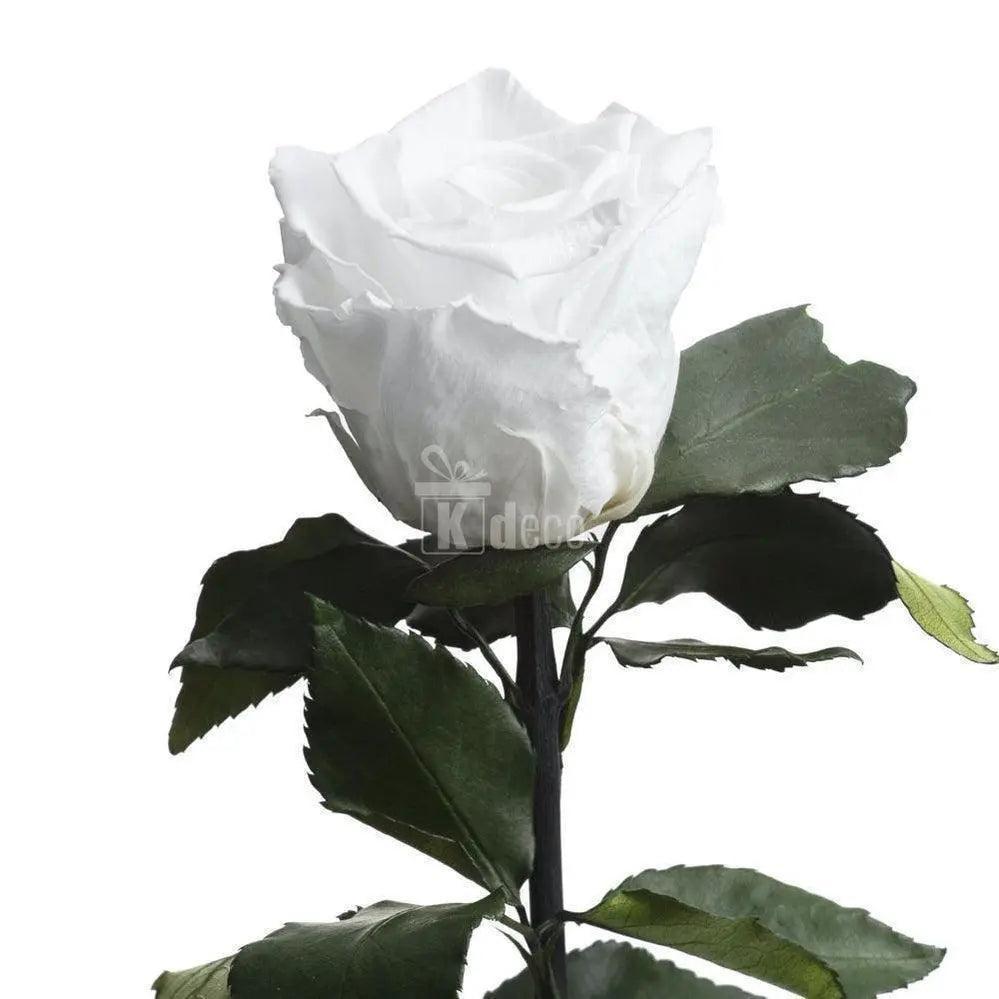 Detaliu Trandafir Criogenat Alb XL cu petale fine și frunze verzi, perfect pentru cadouri memorabile și aranjamente florale deosebite.