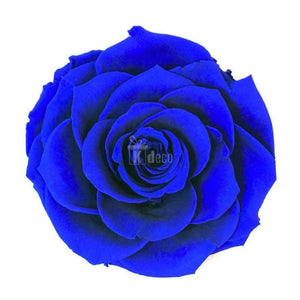 Trandafir Criogenat albastru bella Ø8cm in cupola 10x20cm - Kdeco.ro